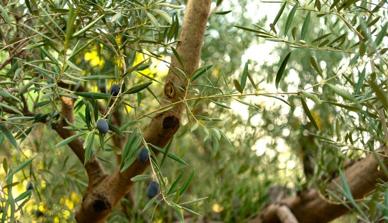 Campomar Natur Olivenfarmen