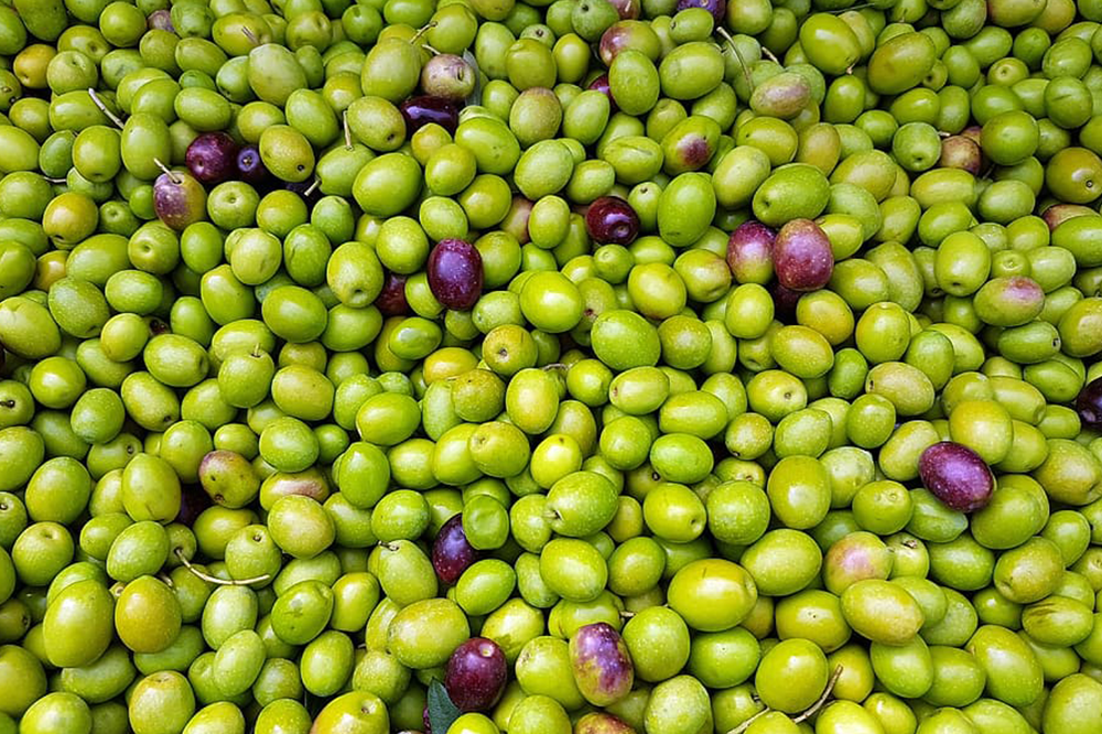 aceitunas-verdes