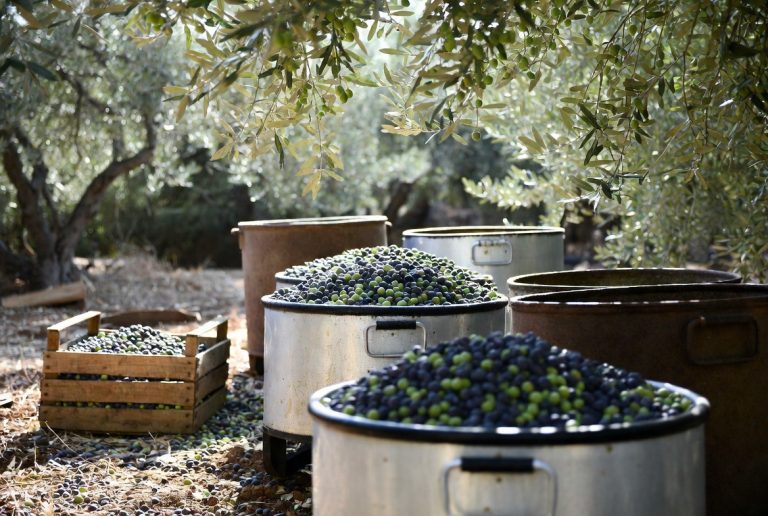 bio olivenöl kaufen